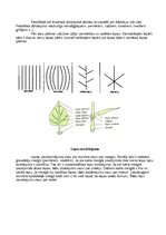 Konspekts 'Augu lapas un to daudzveidība', 2.