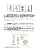 Konspekts 'Augu lapas un to daudzveidība', 3.