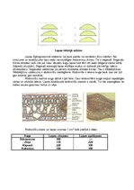 Konspekts 'Augu lapas un to daudzveidība', 4.