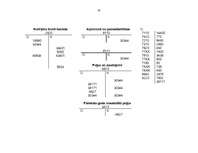 Referāts 'Pircēju tirgus izpēte un potenciālo pircēju un pirkšanas apjomu prognozēšana', 23.