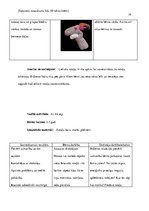 Prakses atskaite 'Pirmsskolas pedagoģiskā procesa organizācija un vadība', 19.