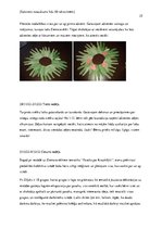 Prakses atskaite 'Pirmsskolas pedagoģiskā procesa organizācija un vadība', 25.