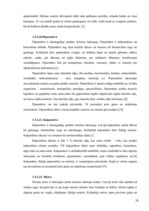 Referāts 'SPA viesnīcu piedāvājums Latvijā', 28.