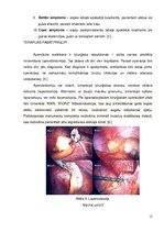 Referāts 'Hronisks apendicīts', 12.