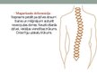 Prezentācija 'Muguras psihosomatika', 14.