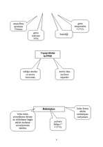 Referāts 'Šaušanas tehnika', 3.