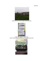 Referāts 'Tomātu šķirņu salīdzinājums', 19.