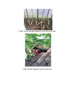 Referāts 'Tomātu šķirņu salīdzinājums', 20.