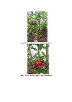 Referāts 'Tomātu šķirņu salīdzinājums', 21.