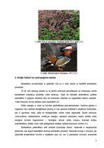 Referāts 'Pilsētas ekosistēmas novērtējums. Nordeķu parks', 8.