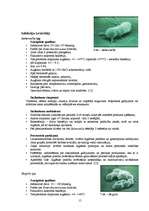 Referāts 'Gaļas produktu mikrobiāla piesaiņošana', 15.