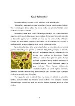 Referāts 'Salmonella', 5.