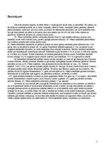 Referāts 'Sv.Pētera katedrāles celtniecība un arhitektūra', 11.