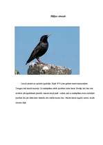 Referāts 'Strazdi', 2.