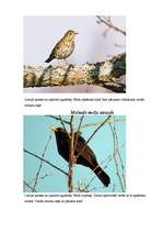 Referāts 'Strazdi', 4.