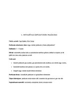 Prakses atskaite 'Audzināšanas darba prakse sākumskolā', 18.