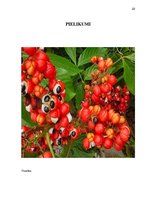 Referāts 'Enerģētikas dzērieni, to ietekme uz veselību', 22.