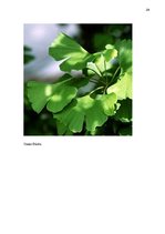 Referāts 'Enerģētikas dzērieni, to ietekme uz veselību', 24.