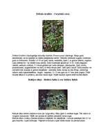 Referāts 'Augu aizsardzība', 5.