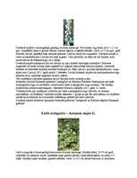 Referāts 'Augu aizsardzība', 7.