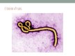 Prezentācija 'Ebolas vīrusslimība', 4.