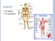 Prezentācija 'Balsta un kustību orgānu sistēma', 3.