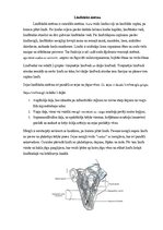 Referāts 'Sejas venozā asinsrite un limfrite', 5.