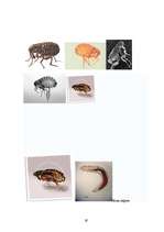 Referāts 'Blusas', 19.