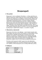 Referāts 'Bruņurupuči', 4.
