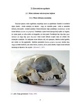 Referāts 'Biežāk sastomamās mutes dobuma patoloģijas kaķiem Latvijā', 4.