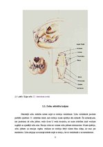 Referāts 'Biežāk sastomamās mutes dobuma patoloģijas kaķiem Latvijā', 6.