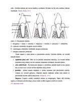 Referāts 'Biežāk sastomamās mutes dobuma patoloģijas kaķiem Latvijā', 14.