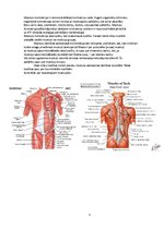 Konspekts 'Rumpja muskulatūra', 3.