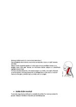 Konspekts 'Rumpja muskulatūra', 6.