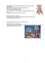 Konspekts 'Rumpja muskulatūra', 7.