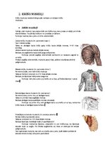 Konspekts 'Rumpja muskulatūra', 8.