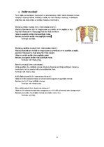 Konspekts 'Rumpja muskulatūra', 9.