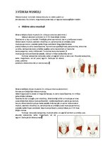 Konspekts 'Rumpja muskulatūra', 10.