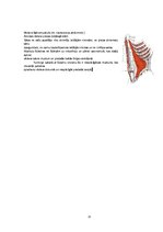 Konspekts 'Rumpja muskulatūra', 11.