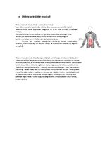 Konspekts 'Rumpja muskulatūra', 12.