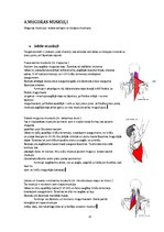 Konspekts 'Rumpja muskulatūra', 13.