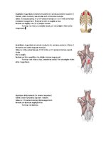 Konspekts 'Rumpja muskulatūra', 14.