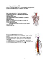 Konspekts 'Rumpja muskulatūra', 15.