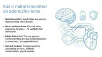 Prezentācija 'Adenozīns kā smadzeņu enerģijas un miera regulators', 2.