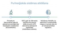 Prezentācija 'Adenozīns kā smadzeņu enerģijas un miera regulators', 3.