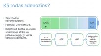 Prezentācija 'Adenozīns kā smadzeņu enerģijas un miera regulators', 4.