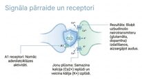 Prezentācija 'Adenozīns kā smadzeņu enerģijas un miera regulators', 5.