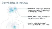 Prezentācija 'Adenozīns kā smadzeņu enerģijas un miera regulators', 7.