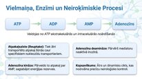 Prezentācija 'Adenozīns kā smadzeņu enerģijas un miera regulators', 18.