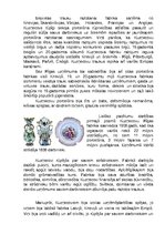 Konspekts 'Kuzņecova porcelāna un fajansa fabrika', 2.
